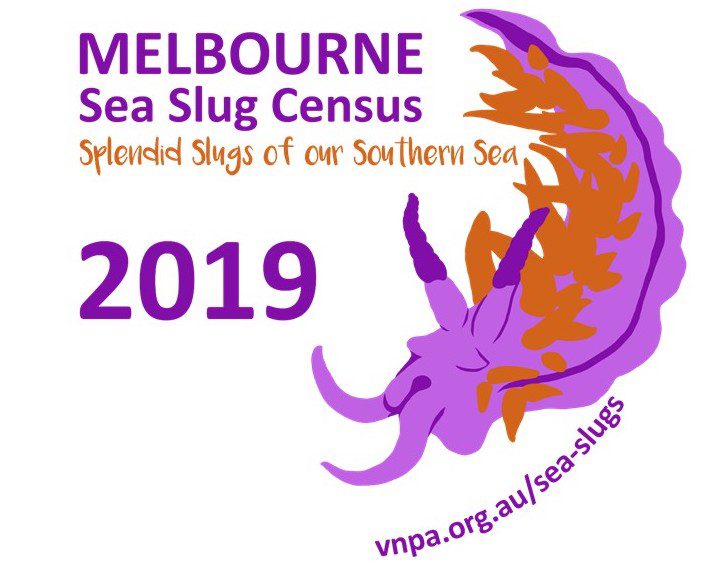 Melbourne Sea Slug Census 2019