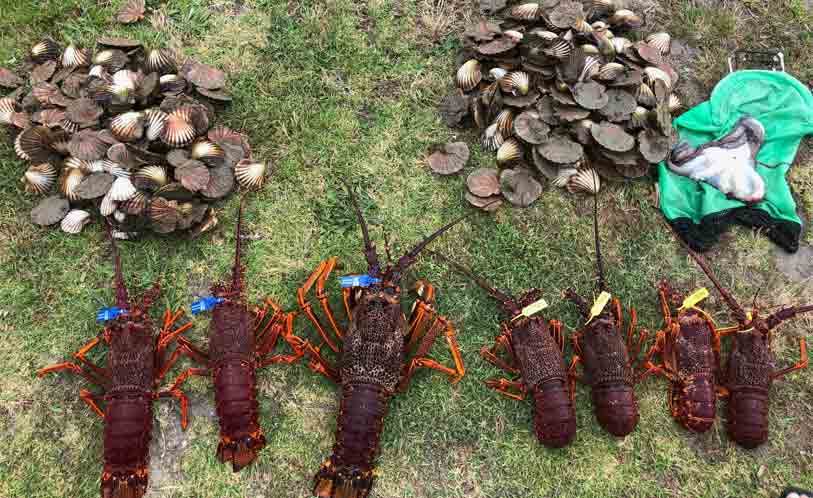 Diving for Crayfish