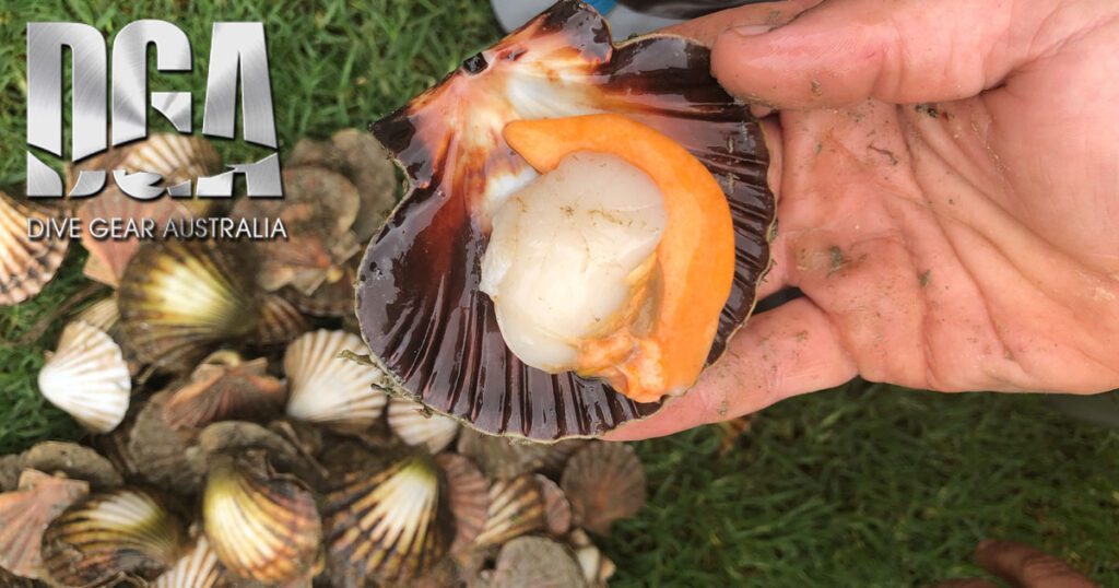 Scallops-in-Melbourne-Bay-Scuba-Diving