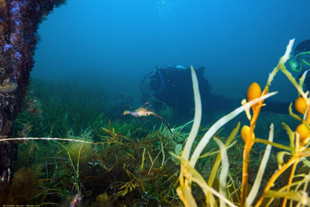 Victorian Pier Dive Sites