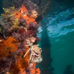 Discover Local Diving in Melbourne