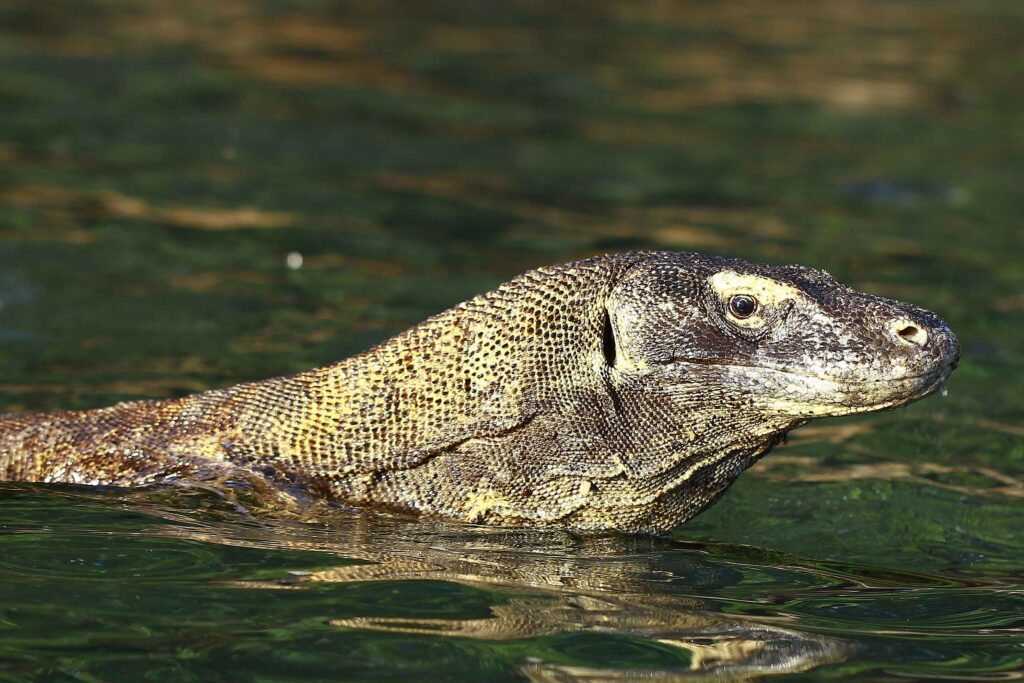 komodo dragon rinca island