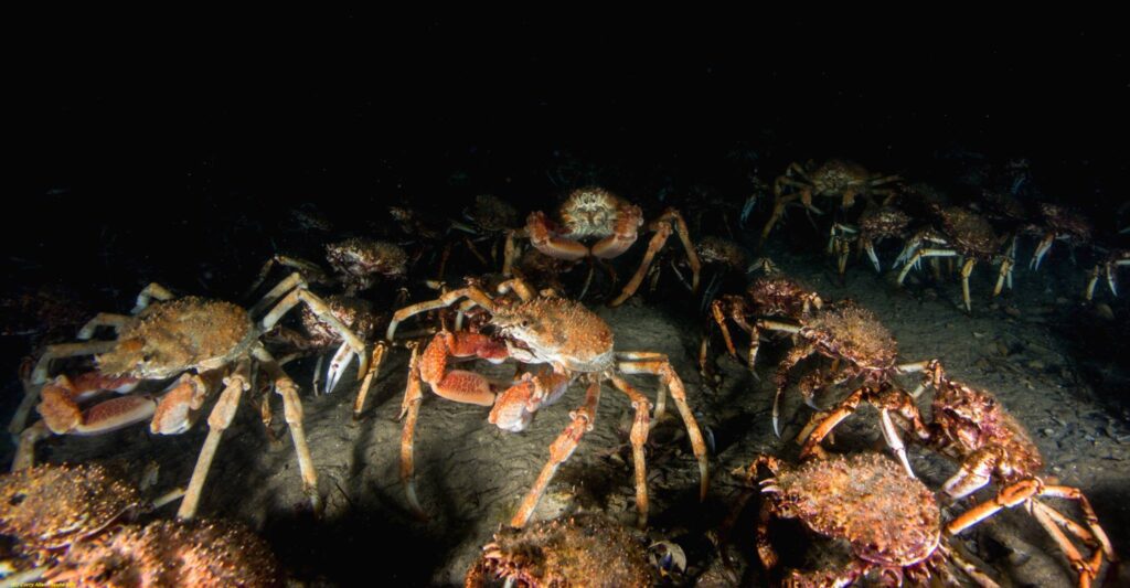 SPIDER CRABS AND STING RAYS AT RYE PIER