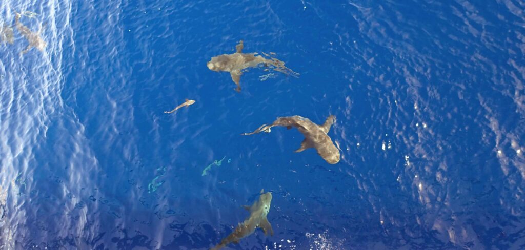 Australian-Reef-Sharks-at-Osprey-Reef