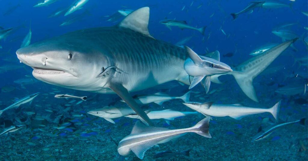 DGA Fiji Tiger Shark Club Dive Trip 2021