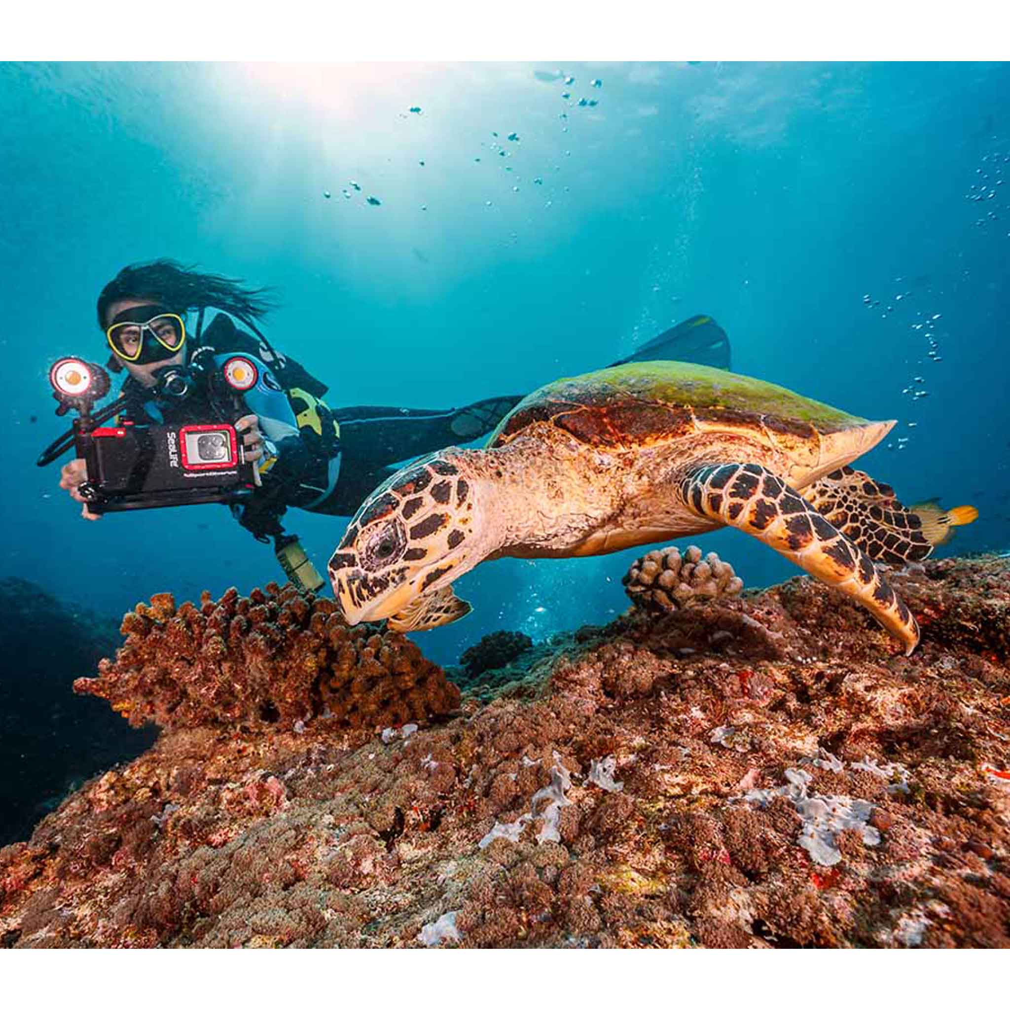 Sealife Sea Dragon Duo Color Boost Set